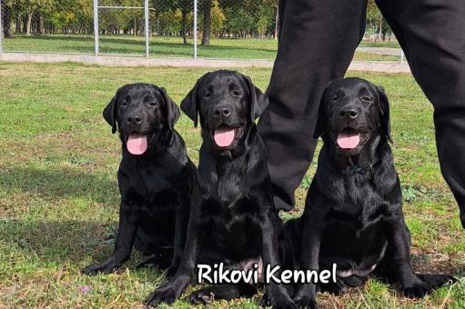 Лабрадор ретривър с родословие