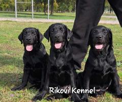 Лабрадор ретривър с родословие