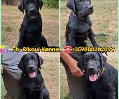 Лабрадор ретривър с родословие