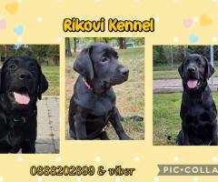 Лабрадор ретривър с родословие