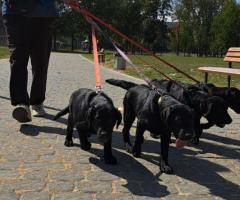 Лабрадор ретривър с родословие