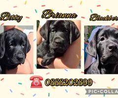 Лабрадор ретривър с родословие