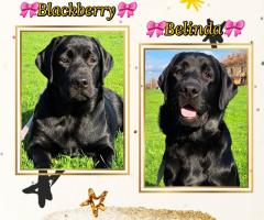 Лабрадор ретривър с родословие