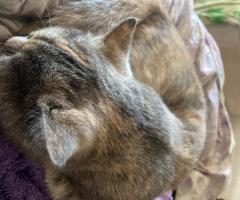Персийска котка
