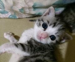 Две момчета и едно момиче търсят своя дом и стопани