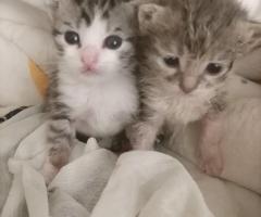 Две момчета и едно момиче търсят своя дом и стопани