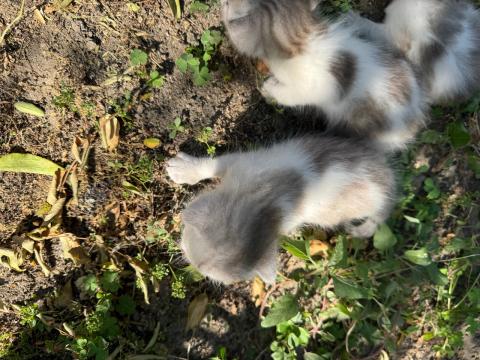 Малки британски котета чинчила
