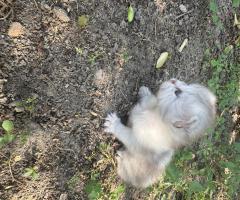Малки британски котета чинчила