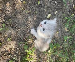 Малки британски котета чинчила
