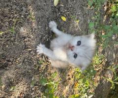 Малки британски котета чинчила