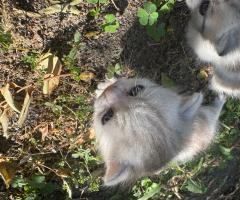 Малки британски котета чинчила