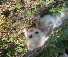 Малки британски котета чинчила