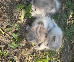 Малки британски котета чинчила