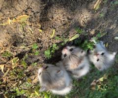 Малки британски котета чинчила