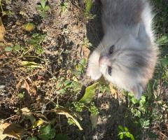Малки британски котета чинчила