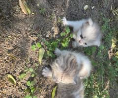 Малки британски котета чинчила