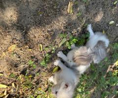 Малки британски котета чинчила