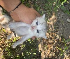 Малки британски котета чинчила