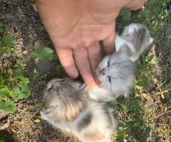 Малки британски котета чинчила