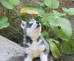 Продавам Хъски