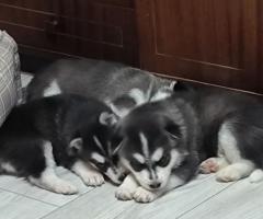 Продавам Хъски