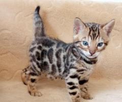 Бенгалски котенца
