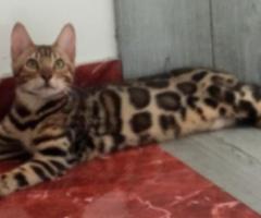 Бенгалски котенца