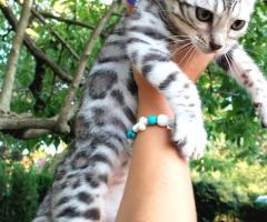 Бенгалски котенца