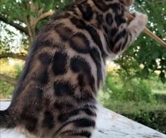 Бенгалски котенца