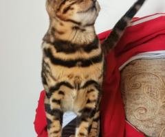 Бенгалски котенца