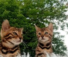 Бенгалски котенца