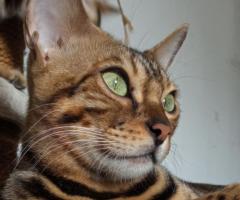 Бенгалски котенца