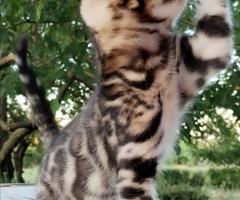 Бенгалски котенца