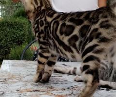Бенгалски котенца