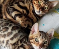 Бенгалски котенца