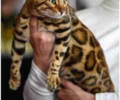 Бенгалски котенца