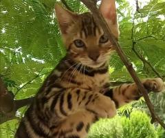 Бенгалски котенца