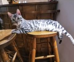 Бенгалски котенца