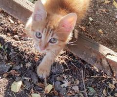Подарявам котенца