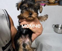 Йорки