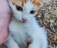 Подарявам котенца