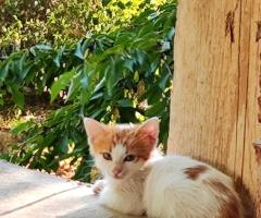Подарявам котенца