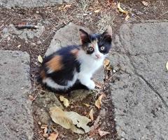 Подарявам котенца