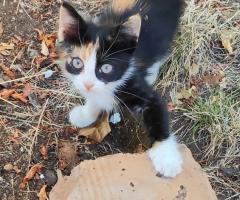 Подарявам котенца