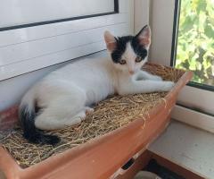 Подарявам женско коте