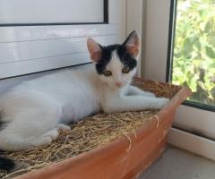 Подарявам женско коте