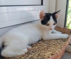 Подарявам женско коте