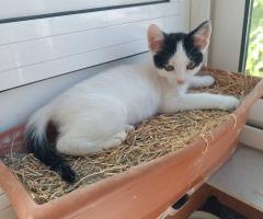 Подарявам женско коте