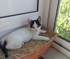 Подарявам женско коте