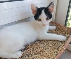 Подарявам женско коте